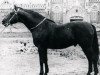 stallion Mikado (Great Poland (wielkopolska), 1957, from Maerzhase I)