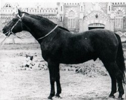 stallion Mikado (Great Poland (wielkopolska), 1957, from Maerzhase I)