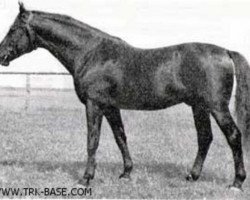 stallion Saturn (Trakehner, 1924, from Waldjunker)