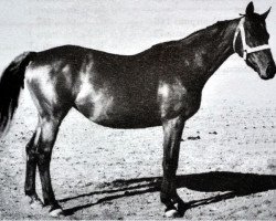 broodmare Maska (Trakehner, 1941, from Marabou xx)