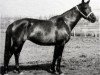 broodmare Premija (Russian Trakehner, 1967, from Mikado)