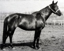 Zuchtstute Premija (Russisch Trakehner, 1967, von Mikado)