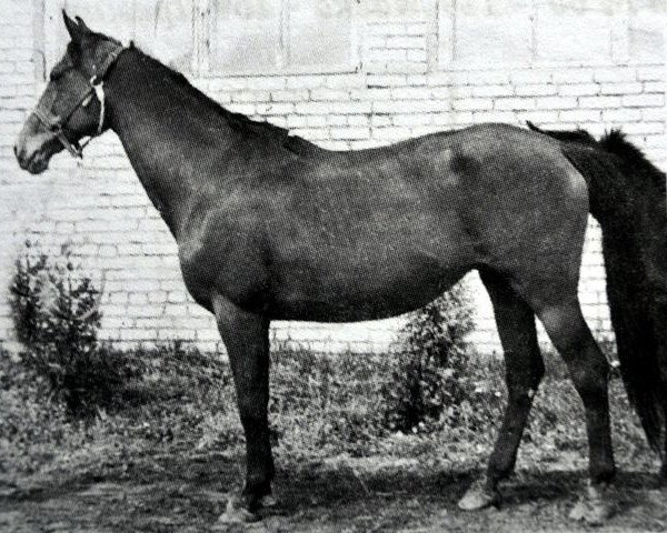 broodmare Papera (Russian Trakehner, 1972, from Profil ox)