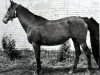 broodmare Papera (Russian Trakehner, 1972, from Profil ox)