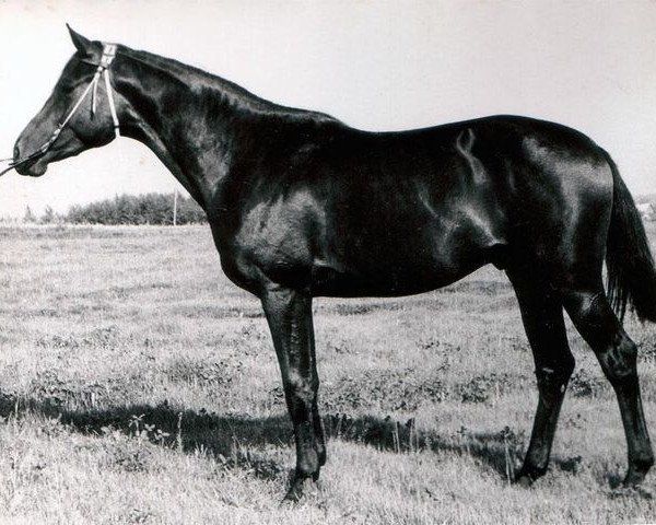stallion Priliv (Russian Trakehner, 1982, from Igrek)