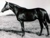 stallion Priliv (Russian Trakehner, 1982, from Igrek)