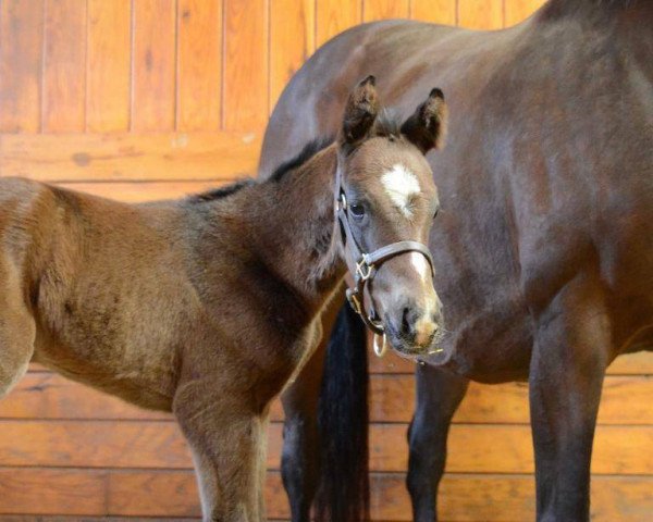 Pferd Hengst von Pioneerof the Nile xx (Englisches Vollblut, 2016, von Pioneerof The Nile xx)