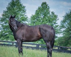 broodmare Potesta xx (Thoroughbred, 2009, from Macho Uno xx)