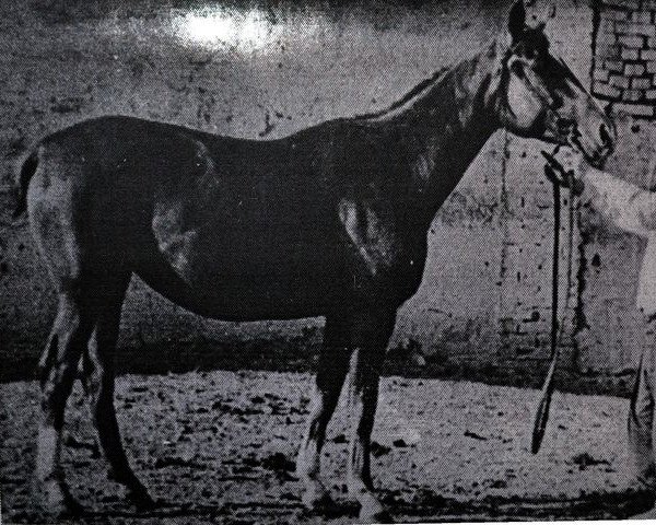 Zuchtstute Simpatija II (Russisch Trakehner, 1951, von Sever)