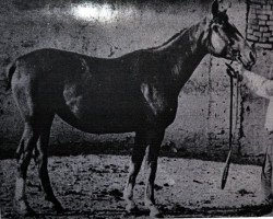 broodmare Simpatija II (Russian Trakehner, 1951, from Sever)