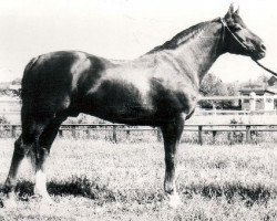 stallion Eskadron (Russian Trakehner, 1957, from Einhard II)