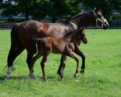 horse Breezy Money xx (Thoroughbred, 2017, from Constitution xx)