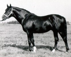 stallion Oreol (Russian Trakehner, 1975, from Eskadron)