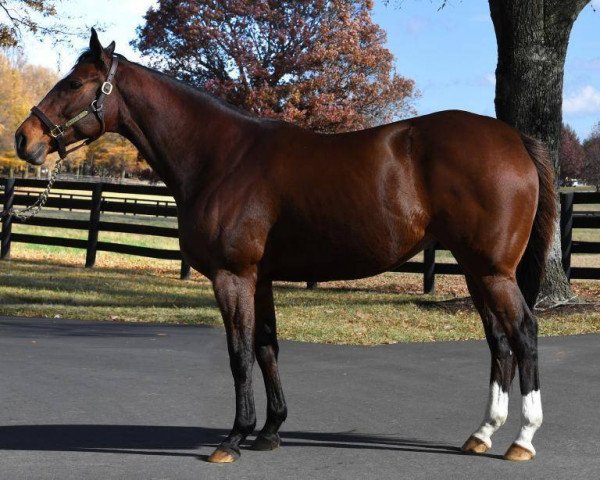 broodmare Private Jet xx (Thoroughbred, 2011, from Smart Strike xx)