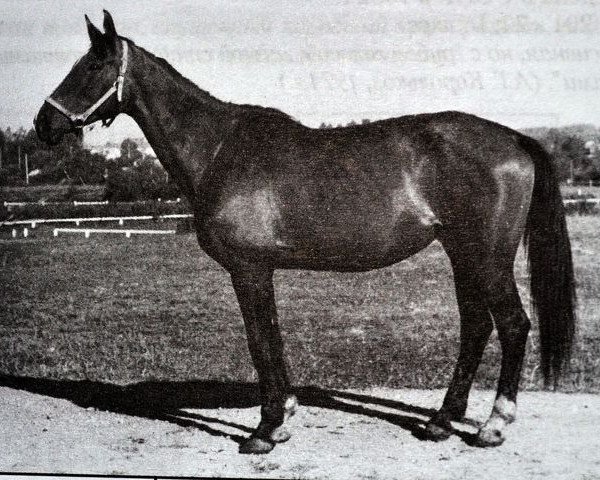 broodmare Kana (Great Poland (wielkopolska), 1959, from Ditto 406)