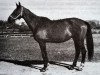 broodmare Kana (Great Poland (wielkopolska), 1959, from Ditto 406)