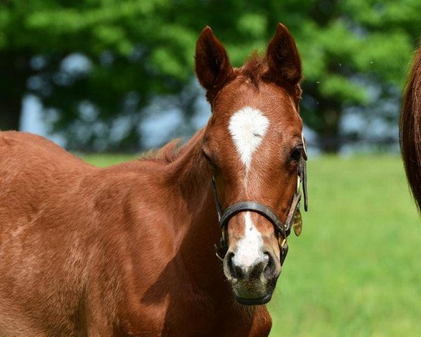 horse Hengst von Super Saver xx (Thoroughbred, 2017, from Super Saver xx)