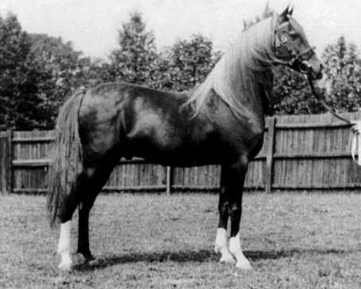 stallion Ferhan ox (Arabian purebred, 1925, from Raswan 1921 ox)