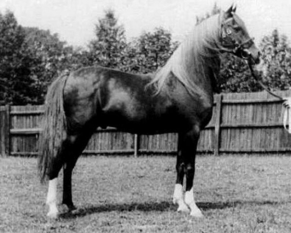 stallion Ferhan ox (Arabian thoroughbred, 1925, from Raswan 1921 ox)