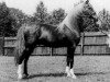 stallion Ferhan ox (Arabian thoroughbred, 1925, from Raswan 1921 ox)