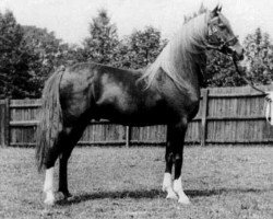 Deckhengst Ferhan ox (Vollblutaraber, 1925, von Raswan 1921 ox)