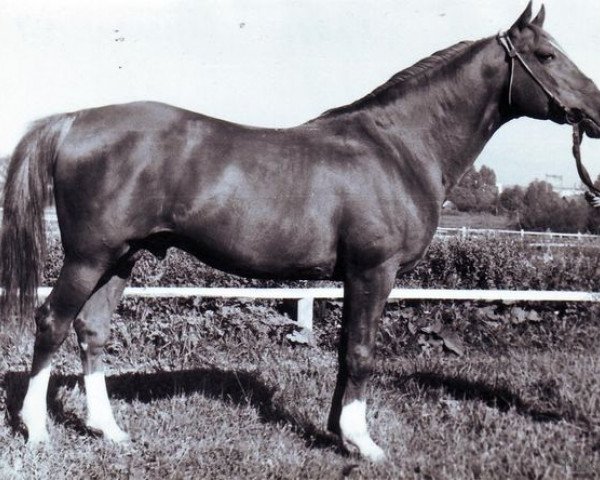 Deckhengst Profil ox (Vollblutaraber, 1954, von Priboj 1944 ox)