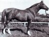 stallion Profil ox (Arabian thoroughbred, 1954, from Priboj 1944 ox)