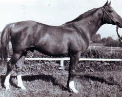 Deckhengst Profil ox (Vollblutaraber, 1954, von Priboj 1944 ox)