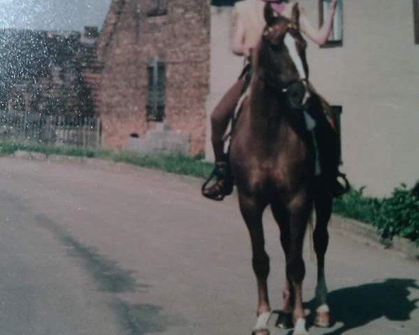 Zuchtstute Franziska (Edles Warmblut, 1984, von Dillon 1394)