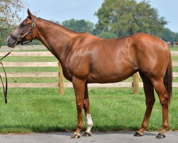 broodmare My Wandy´s Girl xx (Thoroughbred, 2009, from Flower Alley xx)