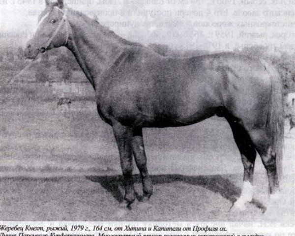 Deckhengst Knecht (Russisch Trakehner, 1977, von Hitin)