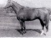 stallion Knecht (Russian Trakehner, 1977, from Hitin)
