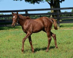 horse Stute von Speightstown xx (Thoroughbred, 2017, from Speightstown xx)