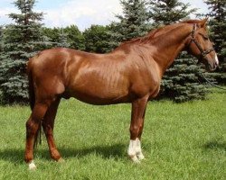 stallion Havbek (Russian Trakehner, 1991, from Knecht)