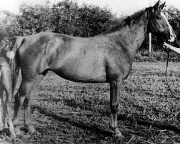 Zuchtstute Samscha (Russisch Trakehner, 1951, von Sund)