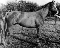 Zuchtstute Samscha (Russisch Trakehner, 1951, von Sund)