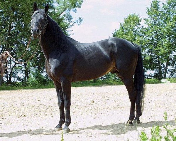 stallion Charitonas (Russian Trakehner, 1987, from Veterok)