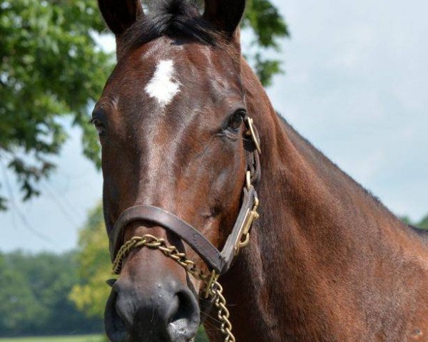 broodmare Moonlight Sonata xx (Thoroughbred, 2000, from Carson City xx)