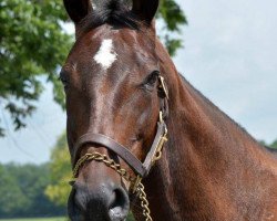 broodmare Moonlight Sonata xx (Thoroughbred, 2000, from Carson City xx)