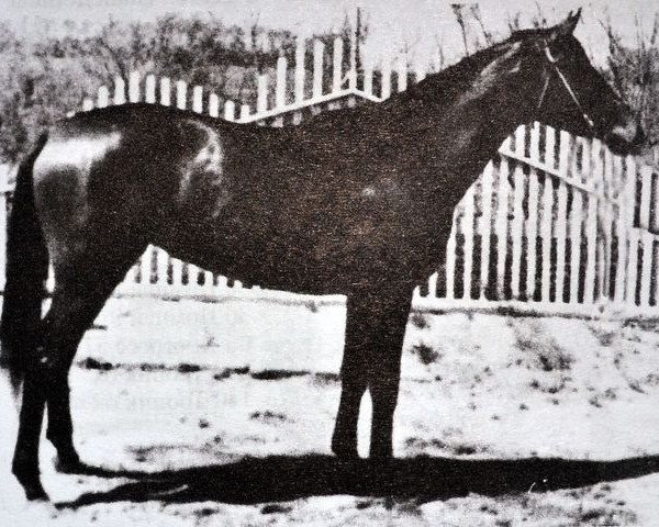 broodmare Ekspertiza (Russian Trakehner, 1955, from Eifel ex Perkeo)