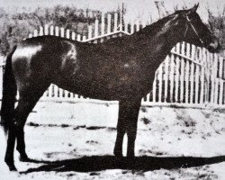 Zuchtstute Ekspertiza (Russisch Trakehner, 1955, von Eifel ex Perkeo)