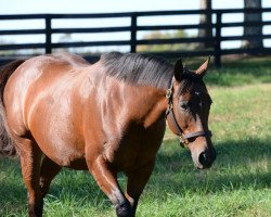 broodmare Molly Morgan xx (Thoroughbred, 2009, from Ghostzapper xx)