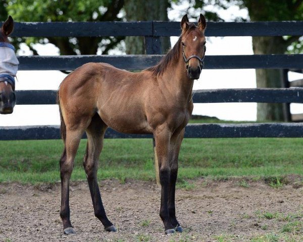 horse Stute von Street Sense xx (Thoroughbred, 2017, from Street Sense xx)