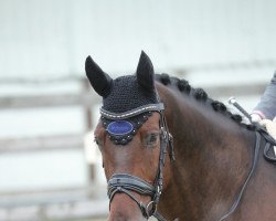 horse Dalvangs Lorenzo (Danish Warmblood, 2007, from Bøgegårdens Laurino)