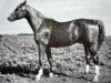 stallion Erstling (Trakehner, 1939, from Eskimo)
