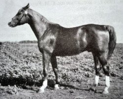 stallion Erstling (Trakehner, 1939, from Eskimo)