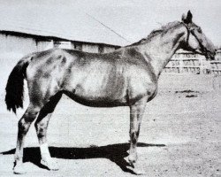 Zuchtstute Ekonomija 122 (Russisch Trakehner, 1951, von Erstling)