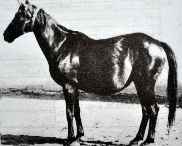 broodmare Sistema (Trakehner, 1945, from Pythagoras)