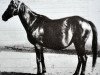 broodmare Sistema (Trakehner, 1945, from Pythagoras)