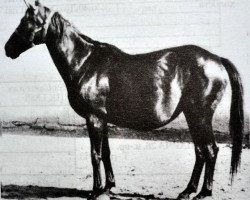 broodmare Sistema (Trakehner, 1945, from Pythagoras)